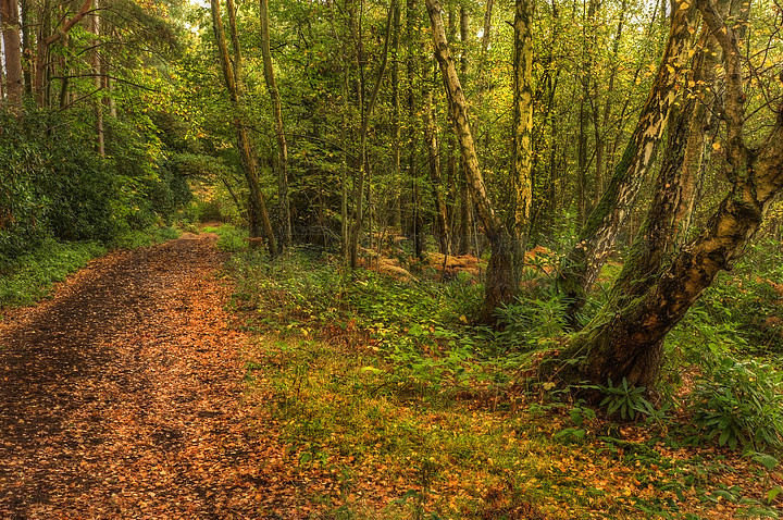 【林木】图片免费下载_林木素材_林木