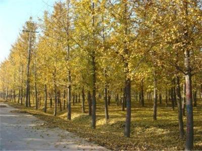 邳州市粒粒康银杏苗圃 6公分的银杏树多少钱 天津银杏树多少钱