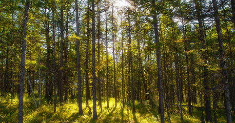 森林法修订草案二审稿引热议:建议对盗伐滥伐林木行为加大处罚力度