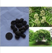 【东京木】最新最全东京木 产品参考信息