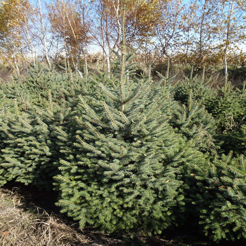 云杉苗木价格图片|云杉苗木价格产品图片由桓仁兰天林木种苗.