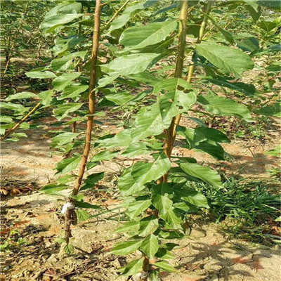 阿勒泰地区西梅蓝蜜李子苗亩产多少斤 详情咨询