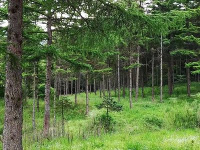 自家房前屋后的零星林木能砍吗? || 897科普