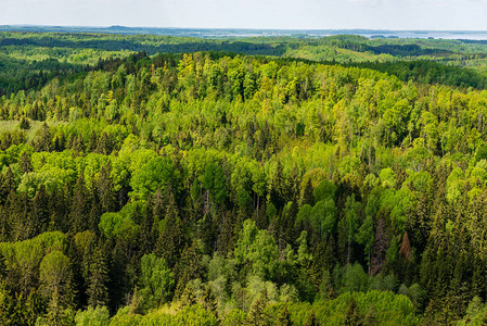 林木采伐许可证