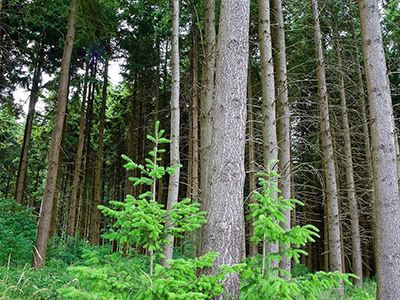 襄阳市正式建立首批市级林木种质资源保存库