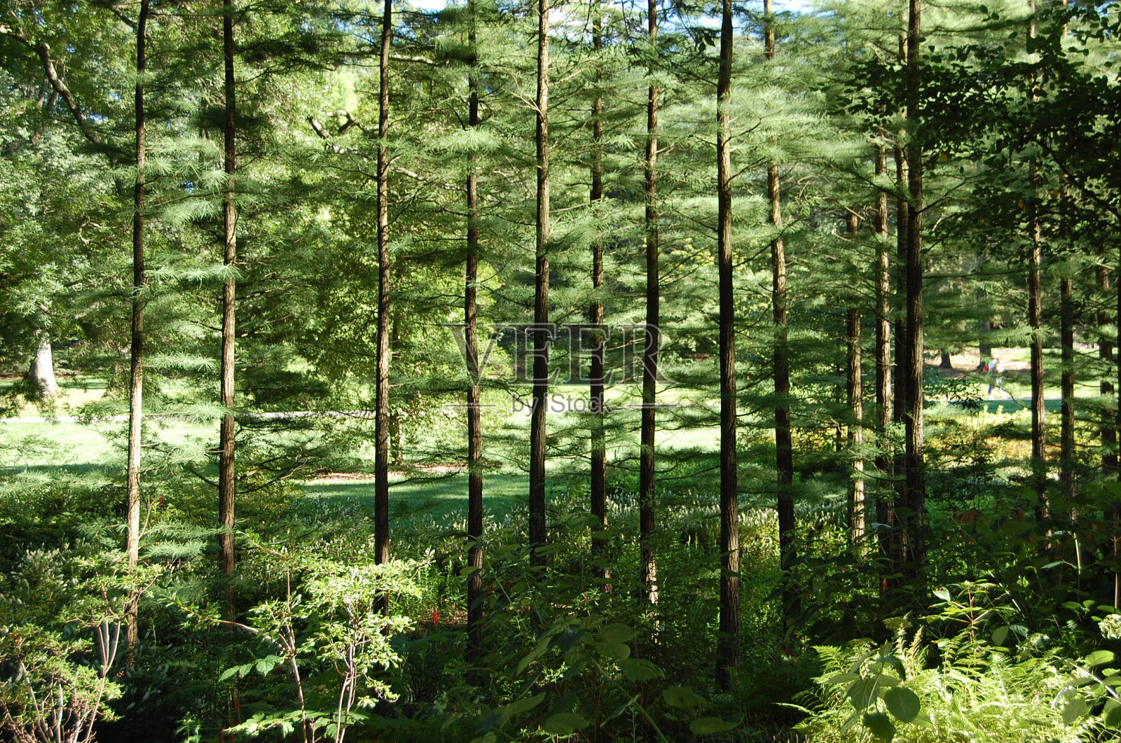 林木线照片摄影