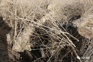 玉门市查处一起滥伐林木罪重大案件