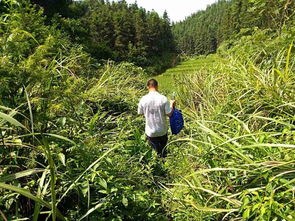 顶烈日 战高温,他们穿梭在山林里