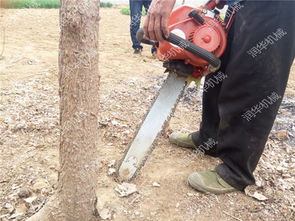 长沙 链条挖树机图片 树木搬家挖树机