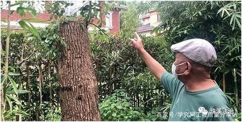 自己种的树可以随便砍吗 不行