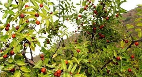 价格飙升 这种陕西 特产 火了