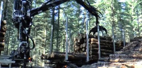 中国曾年砍200万颗树给日本 如今角色突然互换 日本砍树给我们!