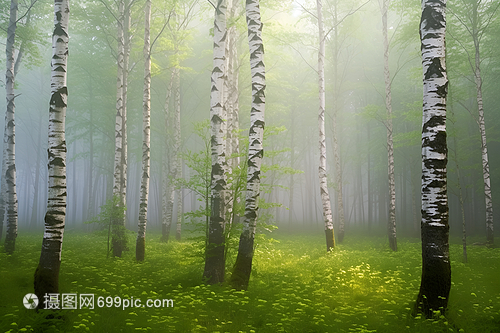 迷雾的森林