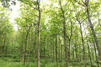 云阳县林木中心苗圃场_世界工厂网全球企业库