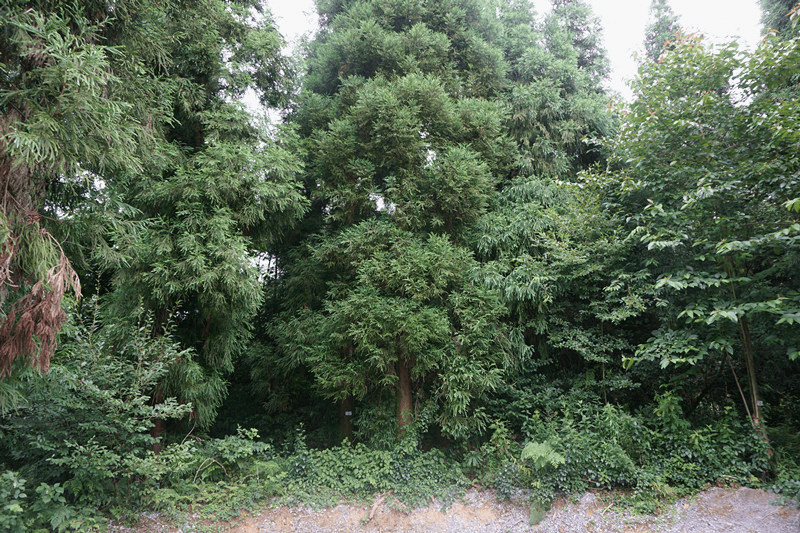 曝光│景迈山农户毁坏林木受罚_澜沧县