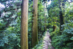 山屿海临安基地攻略,这个避暑小胜地,空气好到可以卖钱