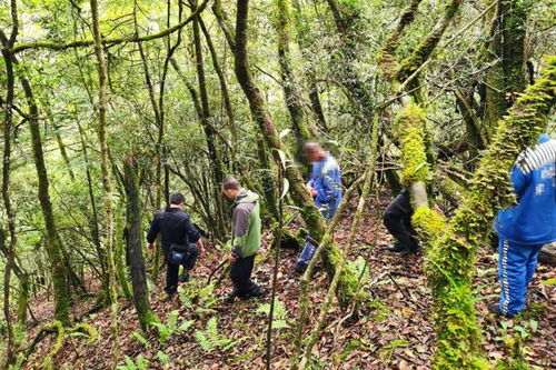 宝兴破获一起盗伐林木案......
