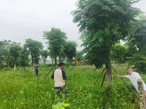 长江河道管理局公安分局 林木普查 全力以赴