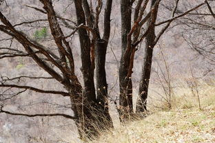 林木茂盛风光好 山西霍州七里峪