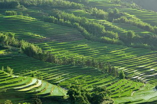 醉美梯田 散落在人间的斑斓画布