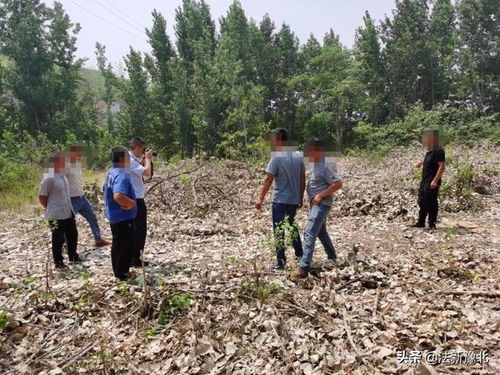 鹤壁市森林公安局成功打掉一个滥伐林木团伙