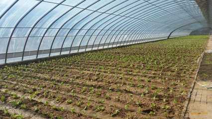 成都蔬菜大棚建设要做到人、棚、物合一,你知道吗?