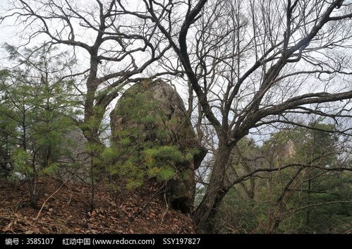 原始林木高清图片下载 红动网