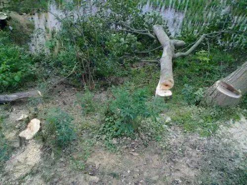 追悔莫及 吉水一男子滥伐林木获刑二年十个月