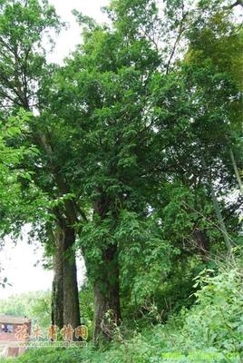 江西省九江东山林木种苗站