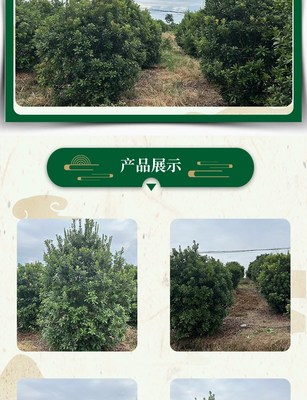 林木庭院种植全冠丛生杨梅树四季常青果大味浓甜全国发货