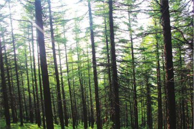 山西省黑茶山国有林管理局