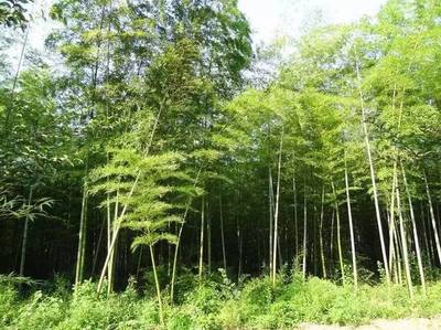 小长假最全马鞍山出游攻略,爬山、温泉、公园…想怎么嗨就怎么嗨!