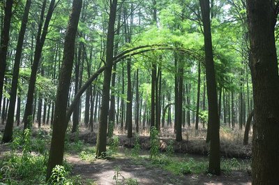 进去之后就被震撼了,当天很热,但在林子里面真是凉快… 林木都是水杉和池杉,据说是80年代.