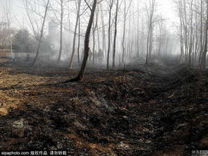 山东一风景区突发火灾 千米生态林木被引燃
