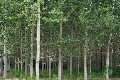 林木育种国家工程实验室