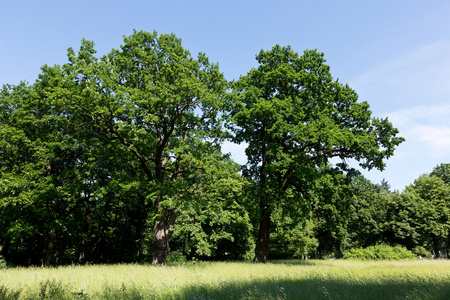 扣子素材摄影图