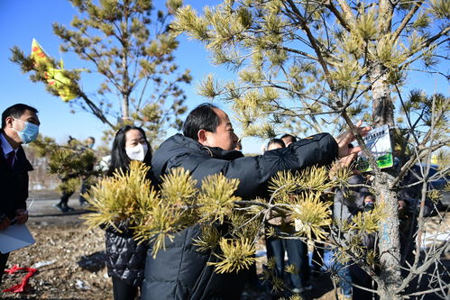 阳原县生态林木认养活动启动
