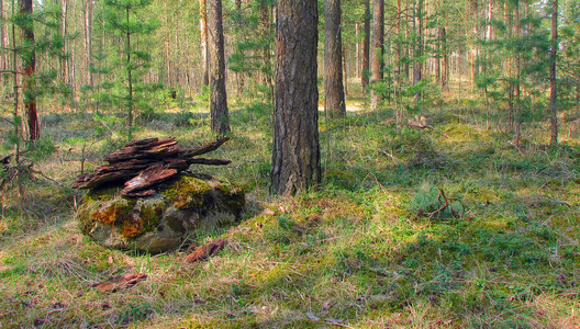 森林中有地衣和苔藓的老树。林木自然绿色的木头。森林里树上的苔藓。特写