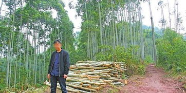 成都将重点监督破坏林木 矿产资源等行为