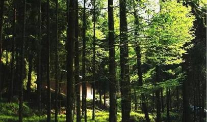 图说巴中美景|林木葱,清风爽,森林康养天马山