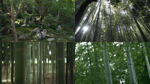 森林树木拍摄小妙招,凌晨两点视频素材网,林木视频素材拍摄