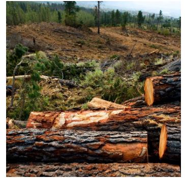 法在身边 砍自家的林木,还犯法