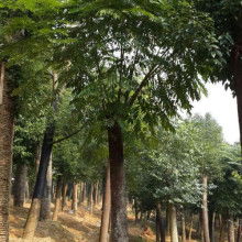 东营区硕丰林木种植农民专业合作社