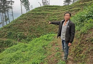 森林公安局 抓 代某富滥伐林木