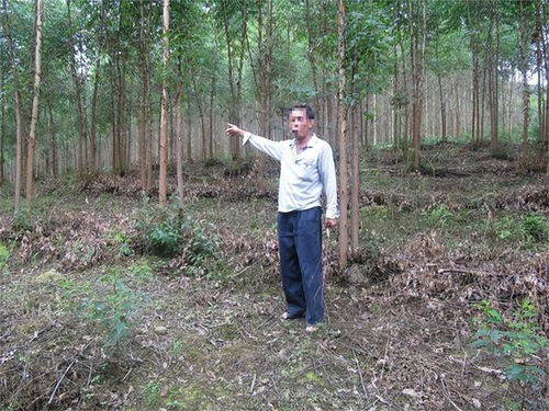 柳州森林公安半月内连破13起滥伐林木案件