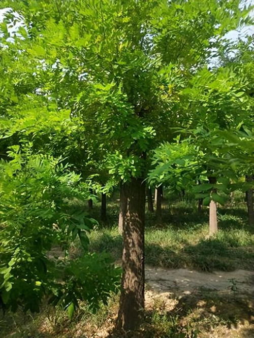 北朝林木的作用这么大,不光可以建房,竟然还可以用来美容