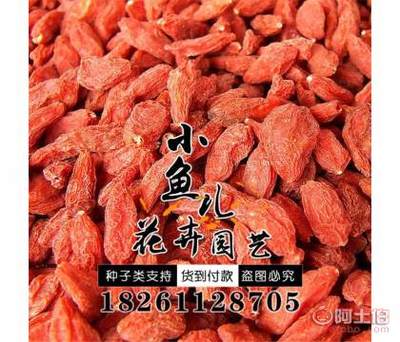 【厂家批发林木种子枸杞种子价格包发芽红枸杞种子销售】沭阳县扎下镇小鱼儿花卉园艺场 - 产品库