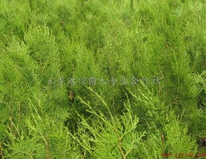 低价急售黑松小苗,黑松苗木,黑松容器苗供应商 山东港信苗木专业合作社