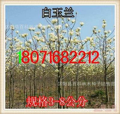 【供应:紫玉兰紫玉兰小苗(保质保量货到付款】沭阳县百科林木种子销售部 - 产品库