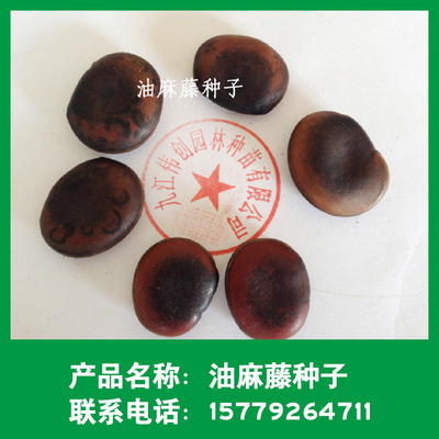 批发林木种子 油麻藤种子 常绿油麻藤 藤本植物